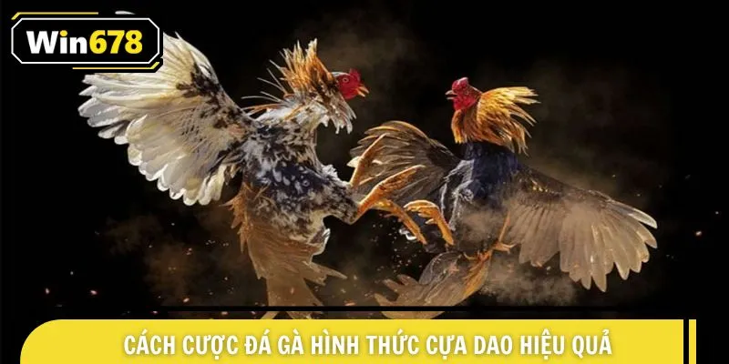 Cách cược đá gà hình thức cựa dao hiệu quả