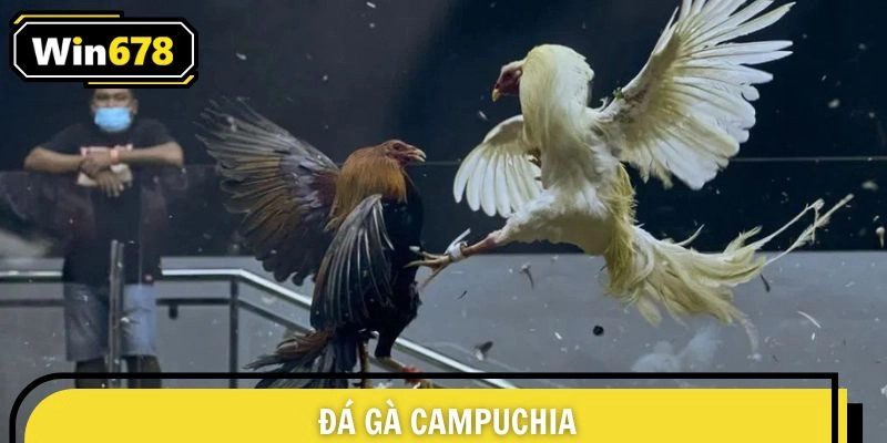 Đá Gà Campuchia