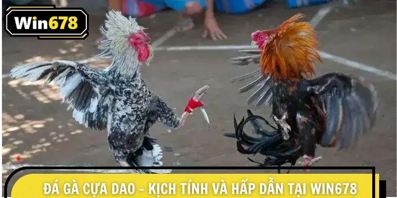 Đá Gà Cựa Dao