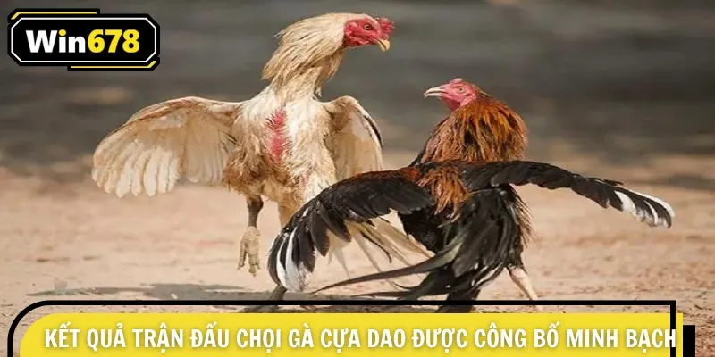 Kết quả trận đấu chọi gà cựa dao được công bố minh bạch