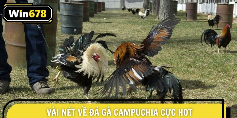 Một vài nét về đá gà Campuchia cực hot hiện nay