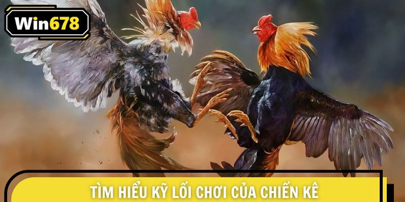 Tìm hiểu kỹ lối chơi của chiến kê trước khi ra quyết định dự đoán